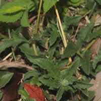 Tridax procumbens L.